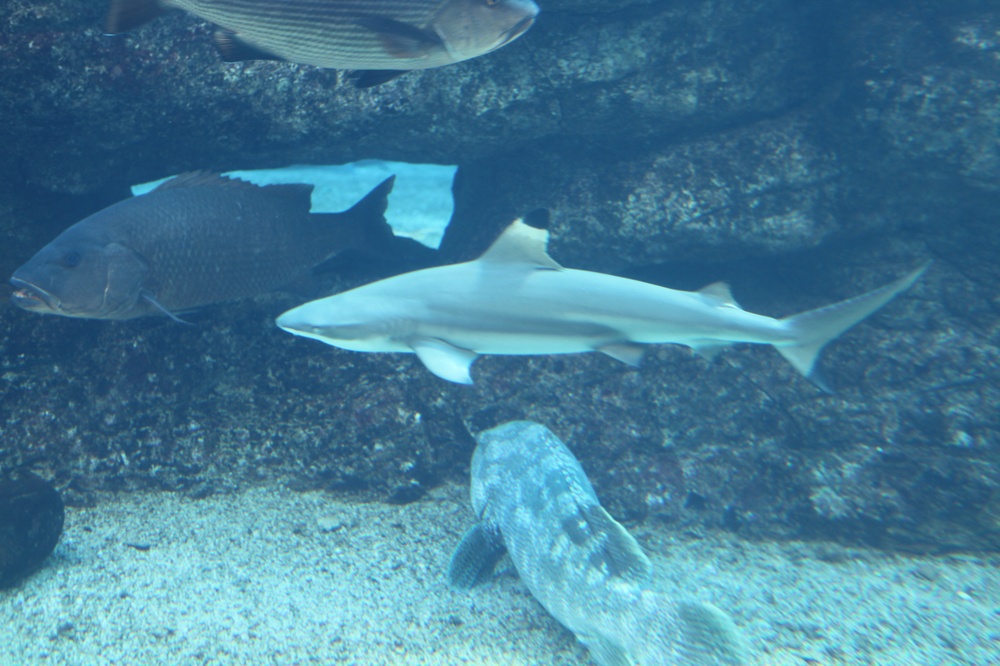 DurbanAquarium_140822_103119 