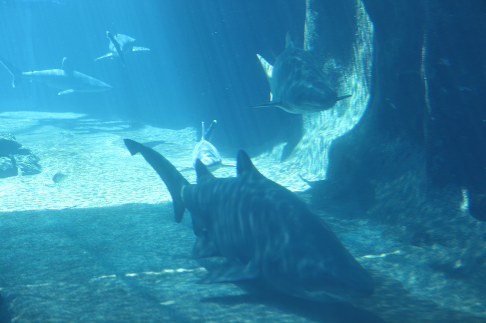 DurbanAquarium_140822_105110 