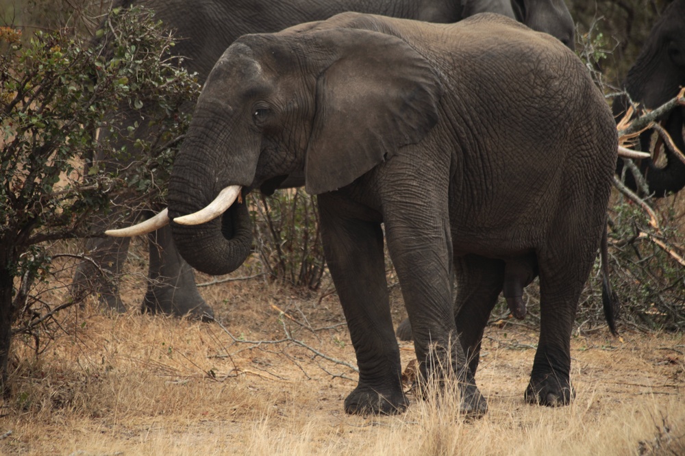 KrugerNationalpark_140816_101453 