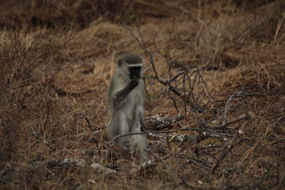 KrugerNationalpark_140816_102954 