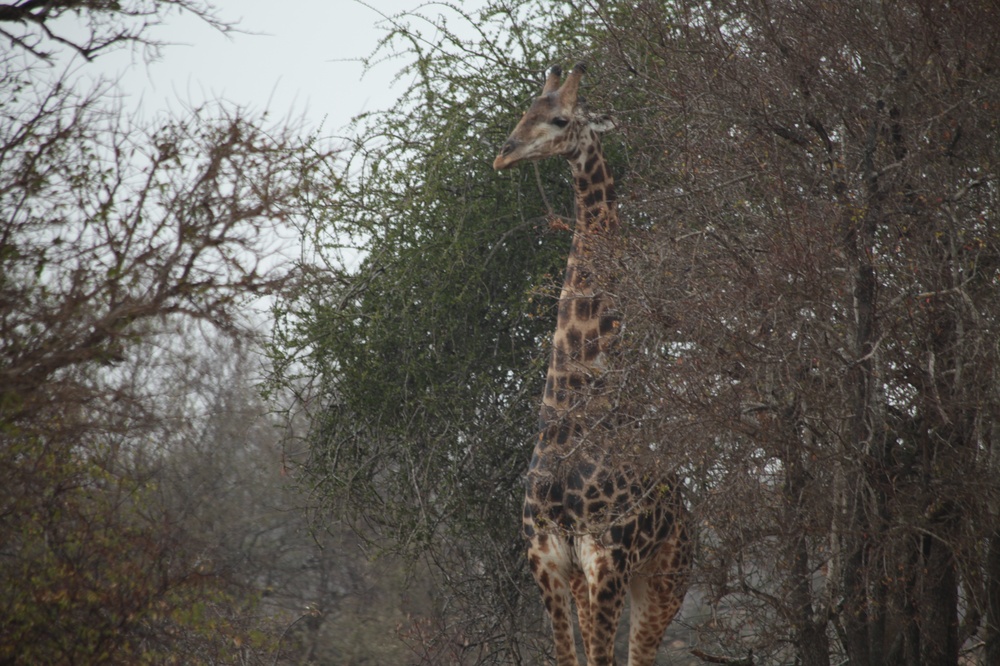 KrugerNationalpark_140816_105402 