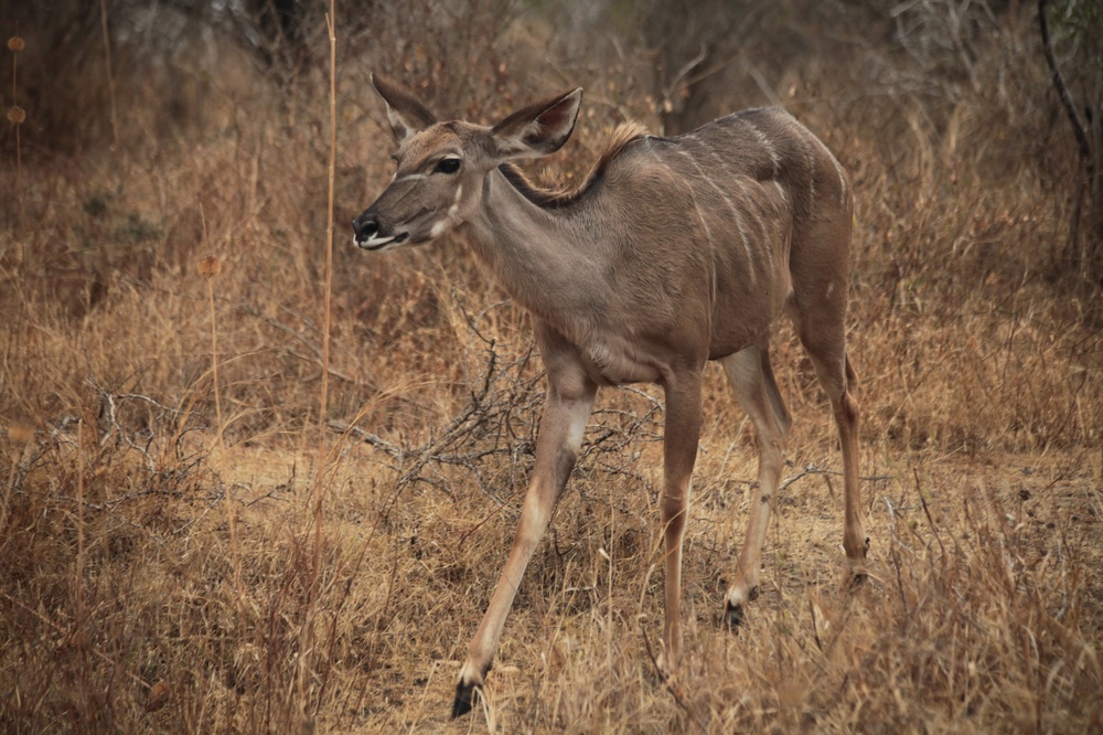 KrugerNationalpark_140816_113925 