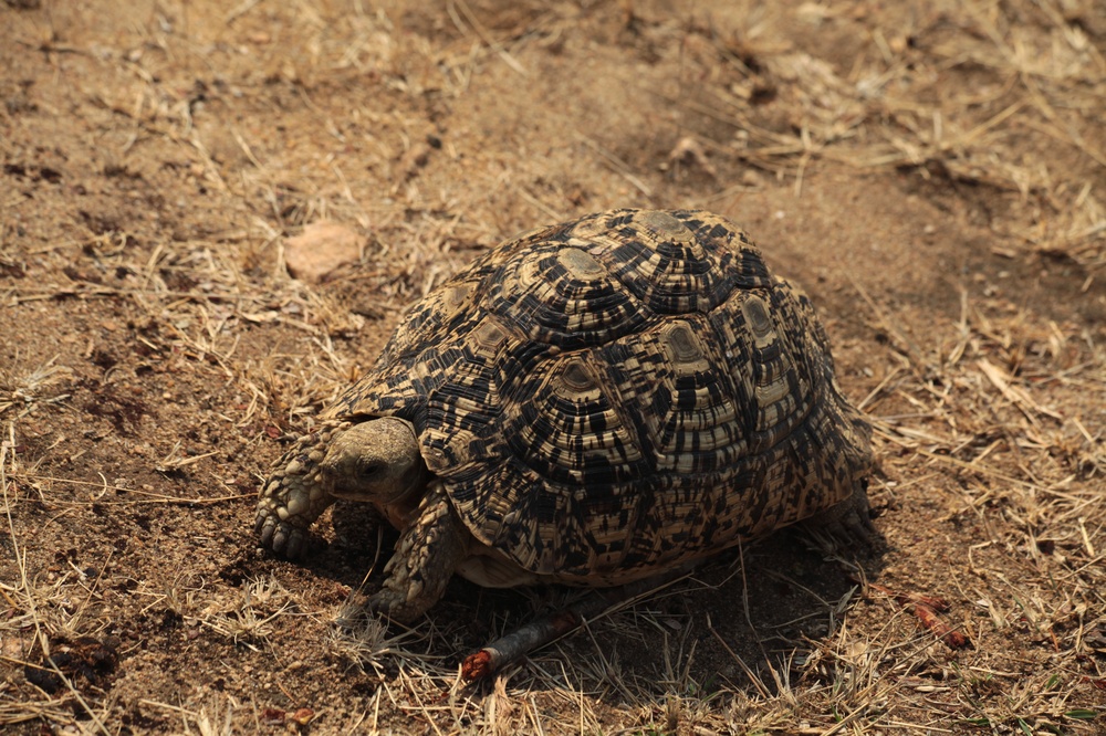 KrugerNationalpark_140816_124735 