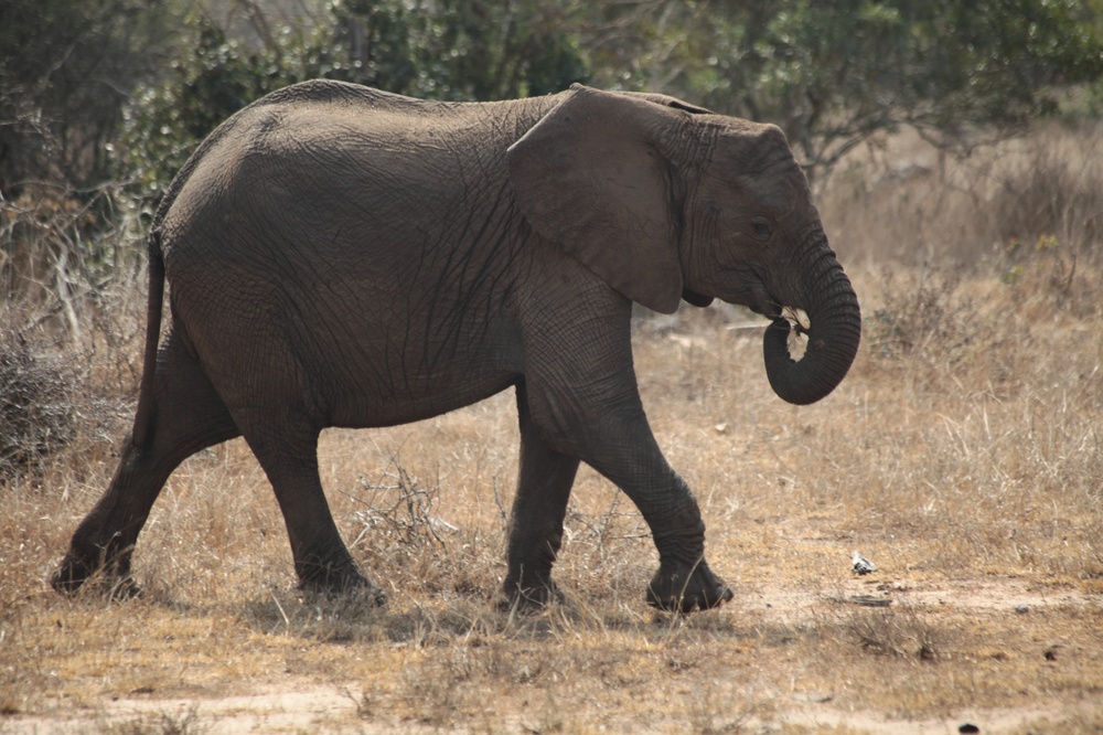 KrugerNationalpark_140816_124957 