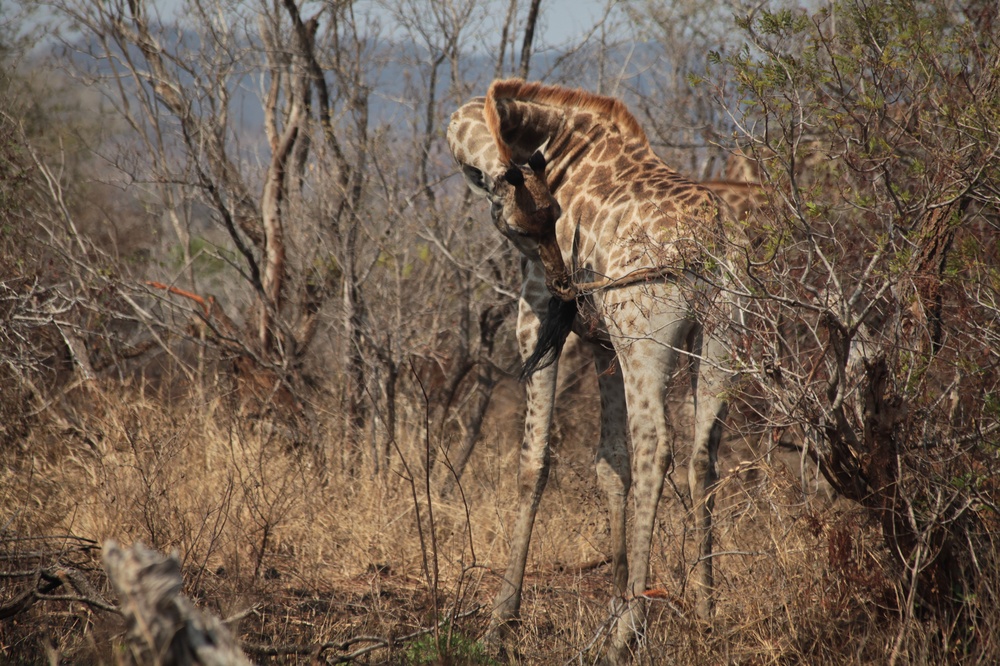 KrugerNationalpark_140816_125637 