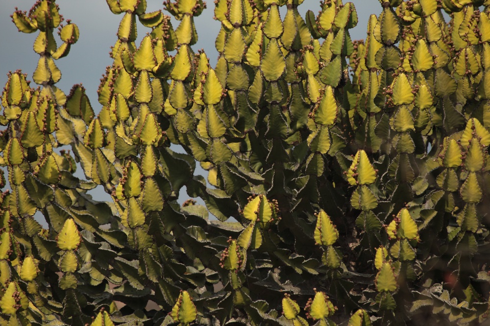 KrugerNationalpark_140816_131727 