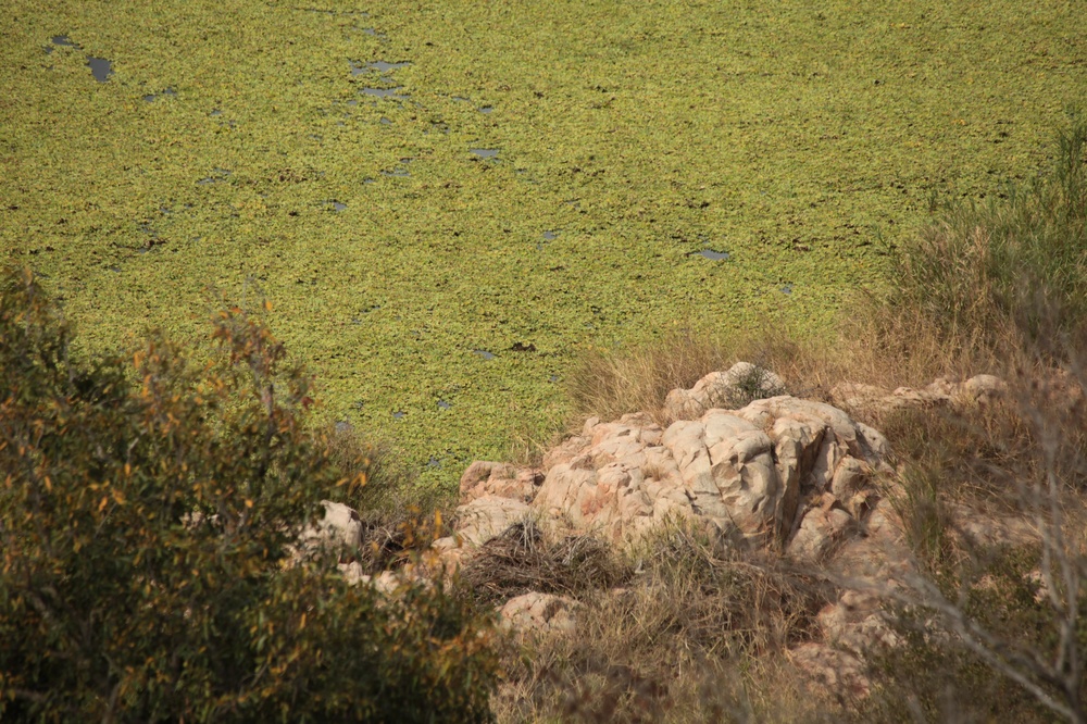 KrugerNationalpark_140816_132137 