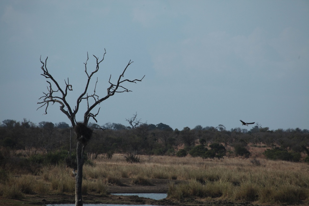 KrugerNationalpark_140816_143705 