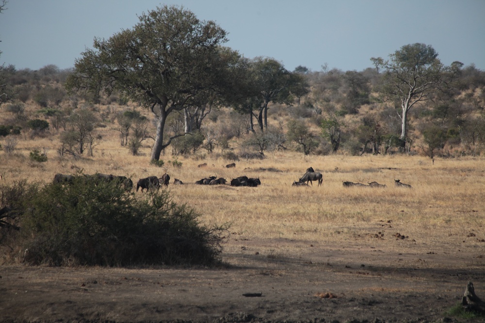 KrugerNationalpark_140816_151142 