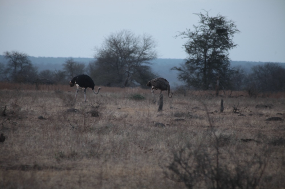 KrugerNationalpark_140816_172859 