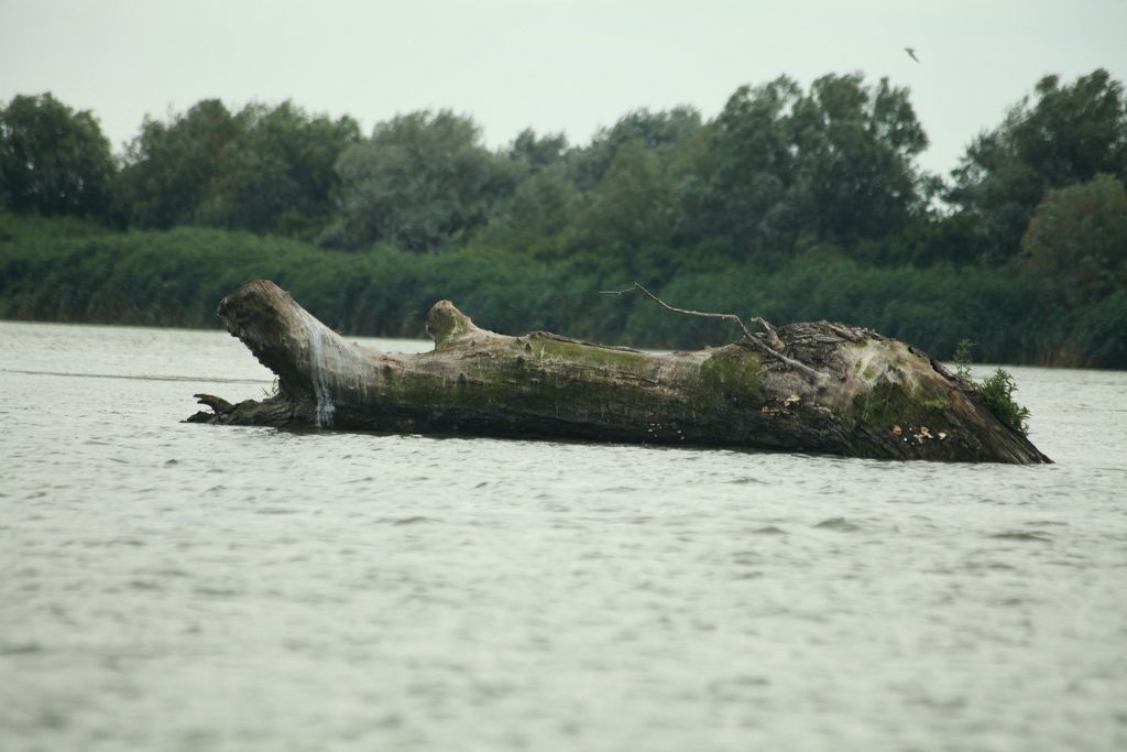 Donaudelta_150714_072416