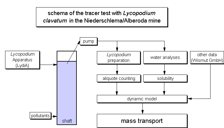 Schema of the tracer test with Lycopodium clavatum